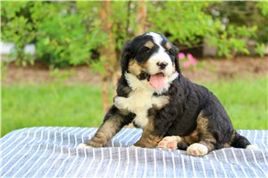 Pogo - Bernedoodle for sale