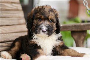 Betty - Bernedoodle for sale