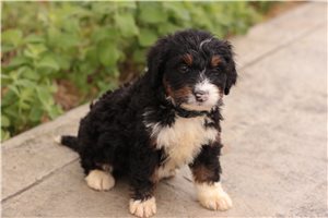 Kerri - Bernedoodle for sale