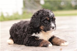 Kimberly - Bernedoodle for sale