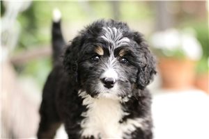 Bailey - Bernedoodle for sale