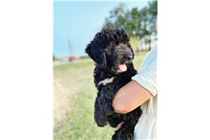 Patsy - Bernedoodle for sale