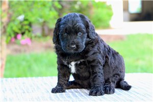 Perry - Bernedoodle for sale
