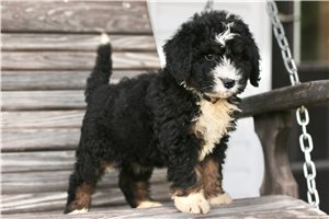 Kara - Bernedoodle for sale