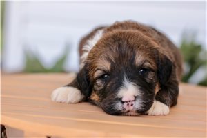 Koleman - Bernedoodle for sale