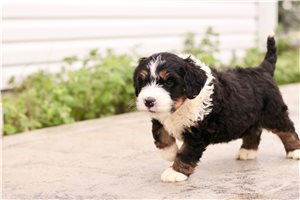 Katherine - Bernedoodle for sale