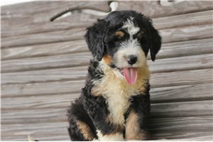 Katherine - Bernedoodle for sale