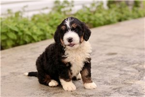 Katherine - Bernedoodle for sale