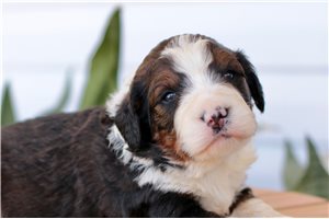 Kenzie - Bernedoodle for sale