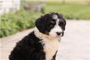 Kressly - Bernedoodle for sale
