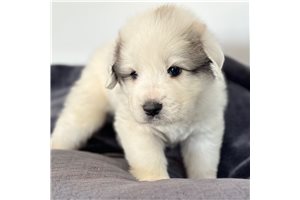 Telly - Great Pyrenees for sale