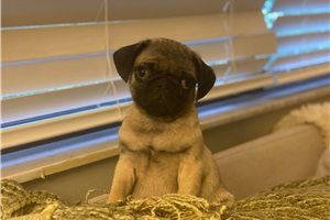 Jane - Pug for sale