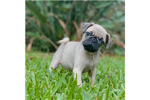 Jimmy - Pug for sale