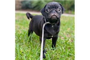 Kailey - Pug for sale
