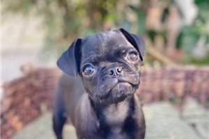 Kanna - Pug for sale