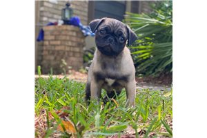 Tim - Pug for sale