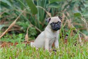 Marco - Pug for sale