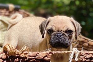 Cosmo - Pug for sale