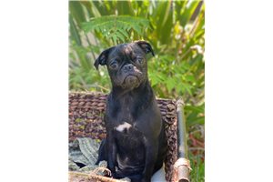 Chika - Pug for sale