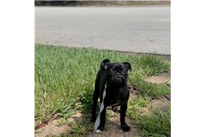Chika - Pug for sale