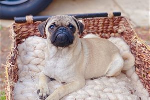 Molly - Pug for sale