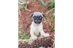 Missy - Pug for sale