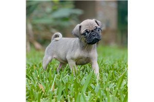 Mary - Pug for sale