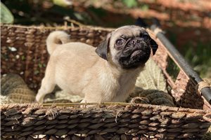 Nick - Pug for sale