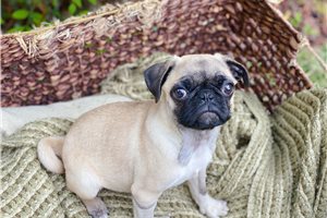 Kate - Pug for sale