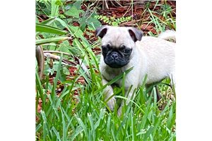 Finn - Pug for sale