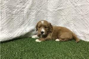 Avery - Goldendoodle for sale