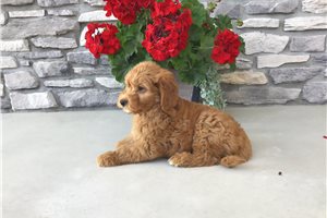 Auggie - Goldendoodle for sale