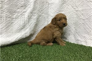 Austin - Goldendoodle for sale