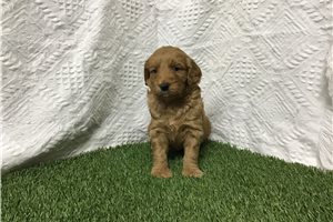 Auggie - Goldendoodle for sale