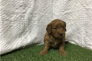 Axel - Goldendoodle for sale