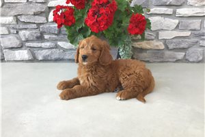 Augustus - Goldendoodle for sale