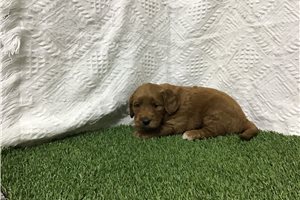 Augustus - puppy for sale