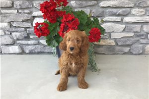 Axel - Goldendoodle for sale
