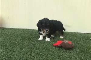 Dottie - Bernedoodle, Mini for sale