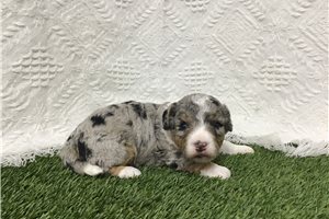 Dorothy - puppy for sale