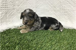 Derrick - Bernedoodle, Mini for sale
