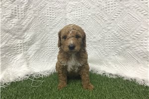 Fletcher - Goldendoodle, Mini for sale