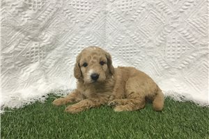 Foxy - puppy for sale