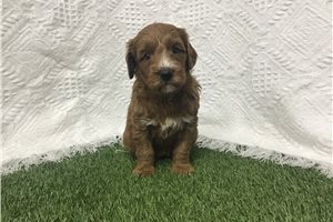 Eliza - puppy for sale