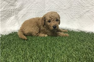 Figaro - puppy for sale