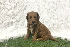 Evander - puppy for sale