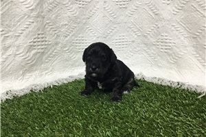 Donna - puppy for sale