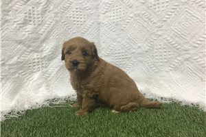 Elena - Goldendoodle, Mini for sale