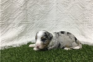 Diana - puppy for sale