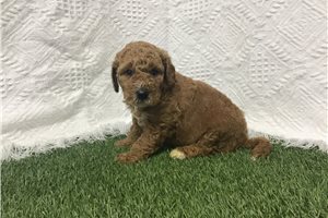 Elise - puppy for sale